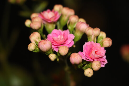 盆栽各色长寿花特写