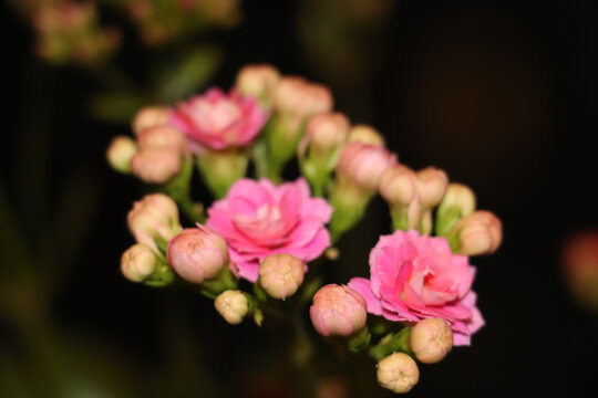 盆栽各色长寿花特写