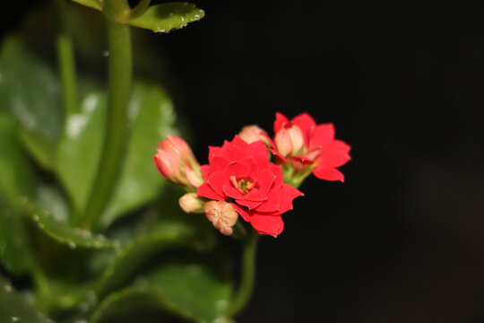 两朵小红花