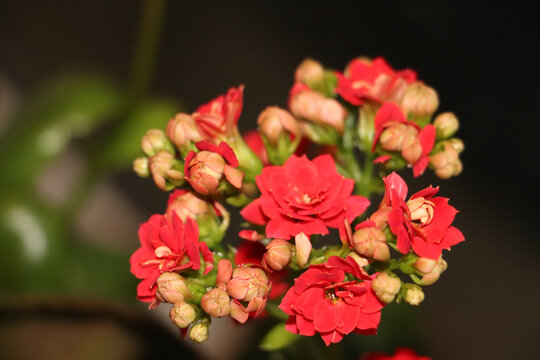 一簇红色妖艳长寿花特写