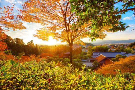 日本红叶