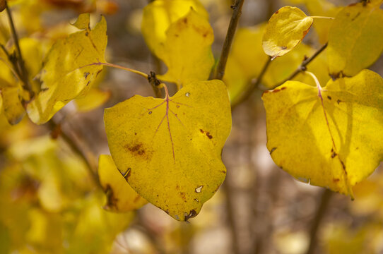 秋冬黄色树叶