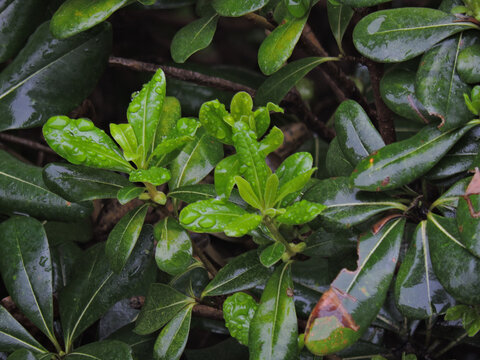 雨后