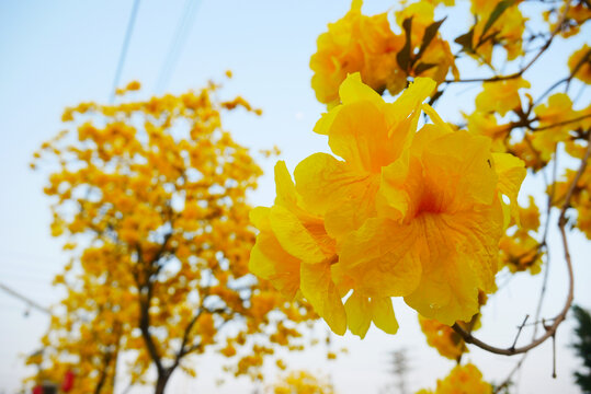 黄花风铃木