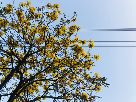 黄花风铃木