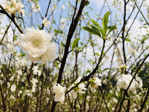 白色桃花