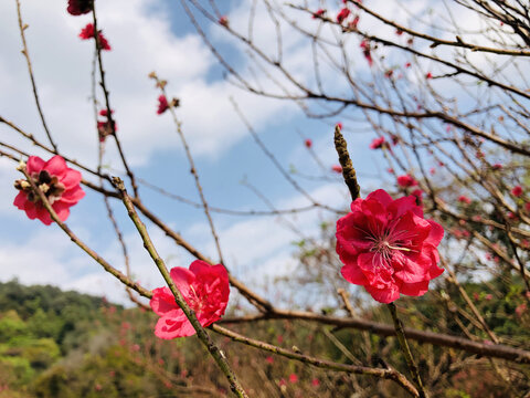 桃花