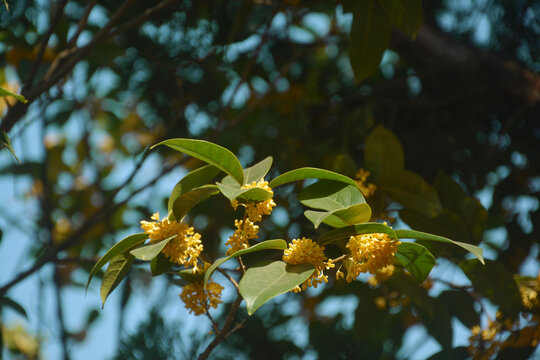 阳光与桂花