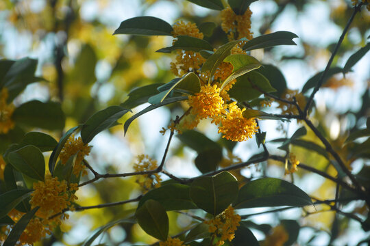 阳光与桂花