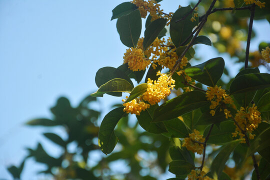 阳光与桂花