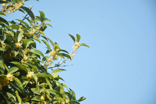 蓝天与桂花