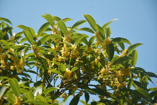 桂花与天空