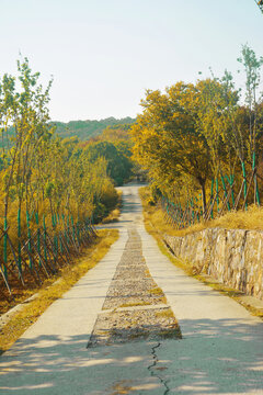 秋天道路