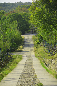 清新道路