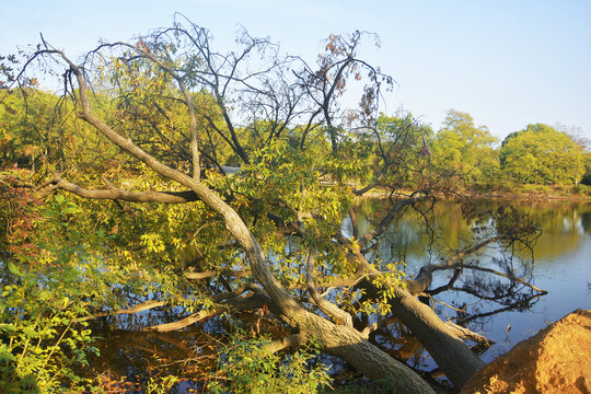 湖边倾倒的大树