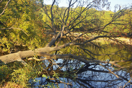 湖边倾倒的树