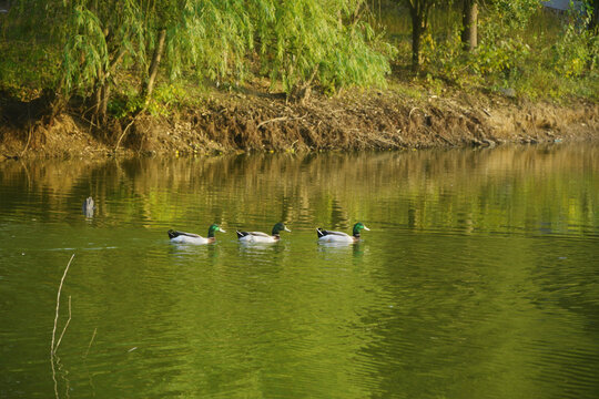 湖中绿头鸭