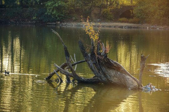 湖中枯木