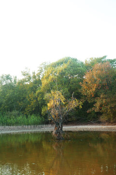 湖中枯树
