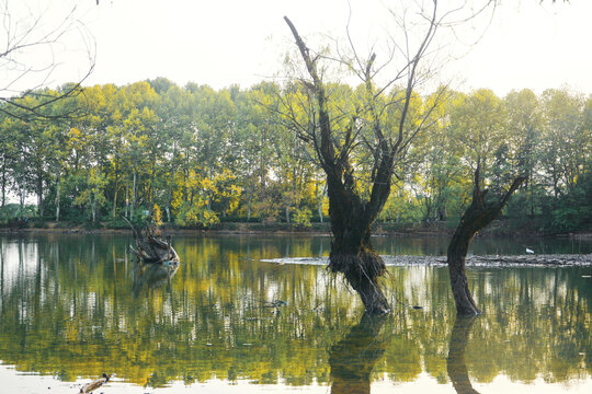 湖中枯树