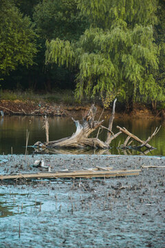 湖中枯木