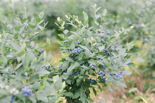 蓝莓采摘园