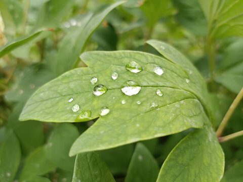 树叶水珠