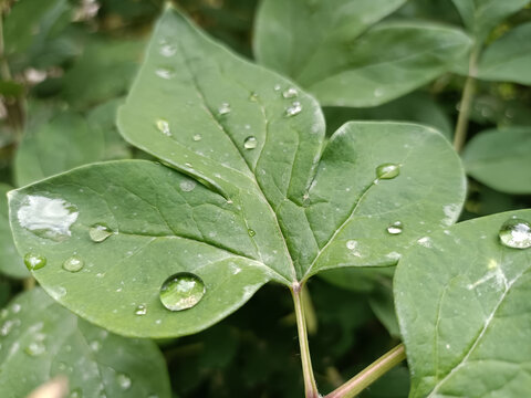 雨后露珠