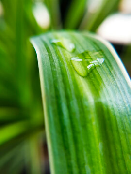 植物水珠