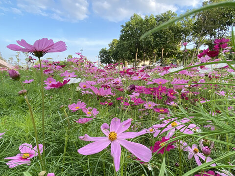 格桑花