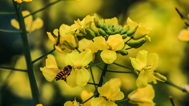 油菜花