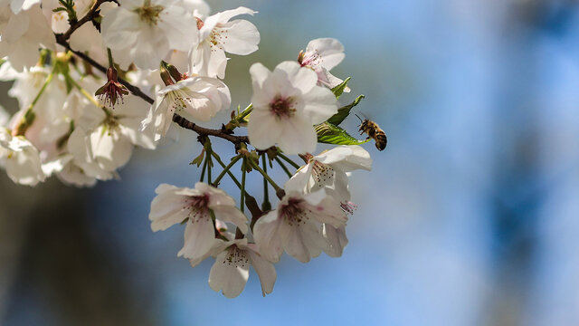 杏花和蜜蜂