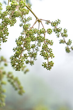 蓖麻花