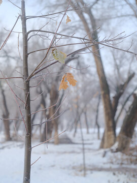 初雪