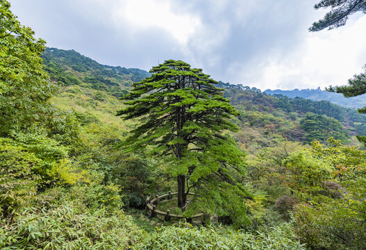 安徽黄山自然风景区的松树