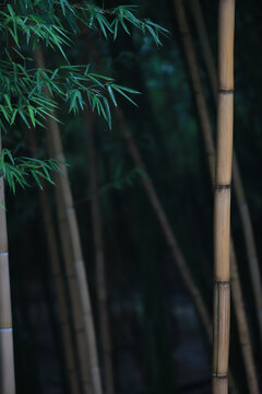 竹叶