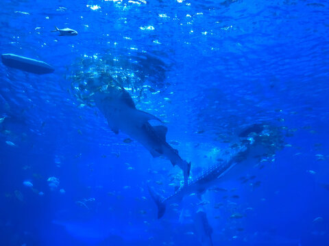 水底鲨鱼