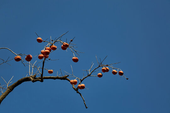 秋天成熟的红柿子