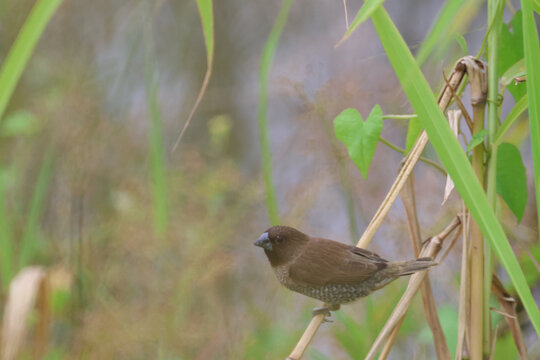 小山雀