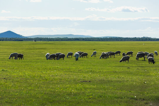 夏季草原羊群