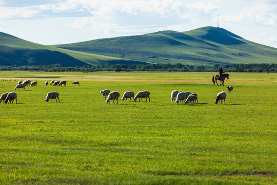 呼伦贝尔草原牧场夏天羊群