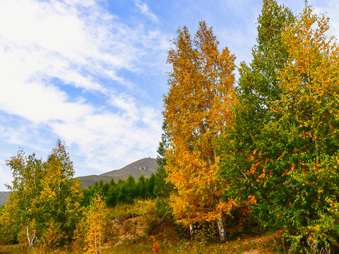 秋季多彩树林蓝天白云