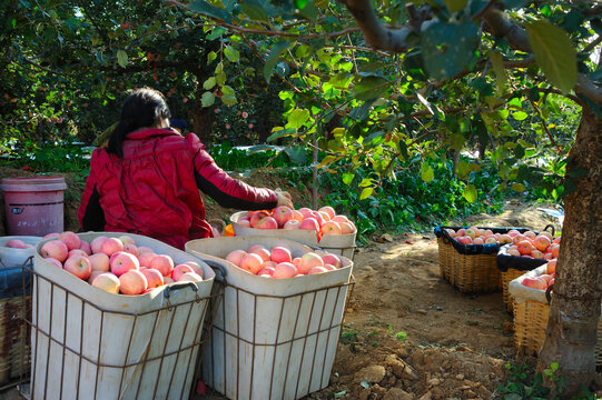 农民在果园摘苹果