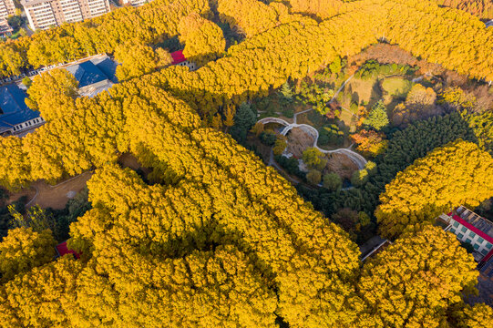 郑州秋天的法桐树林