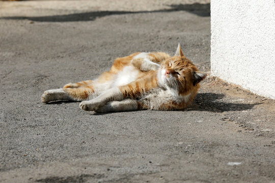 地上晒太阳的猫