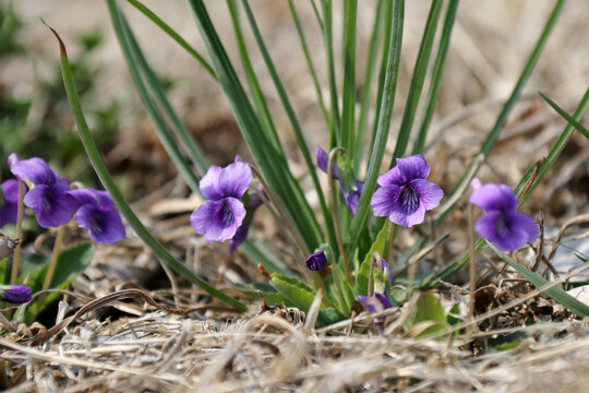 绽放的紫花地丁