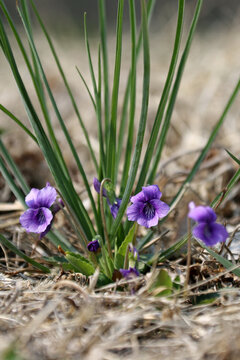春天的紫花地丁