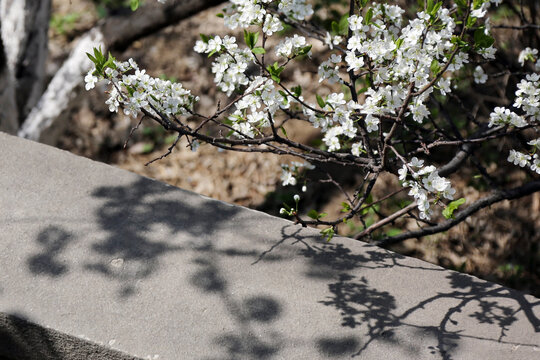 春天梨花的光影