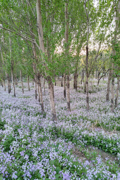 林间鲜花满地