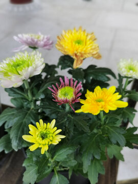 素色菊花